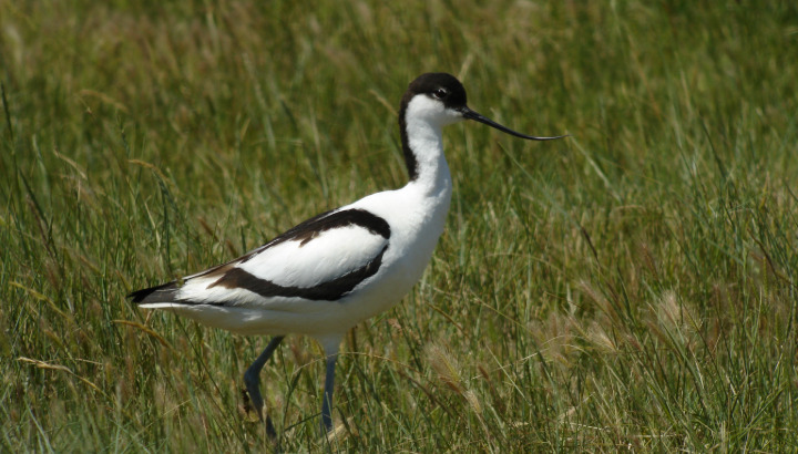 Oiseaux des marais